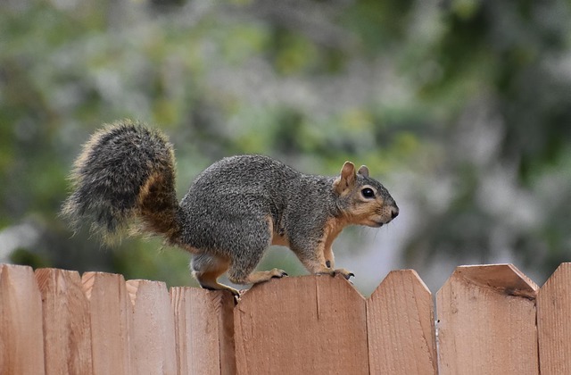 Outdoor feeder preventing squirrel access