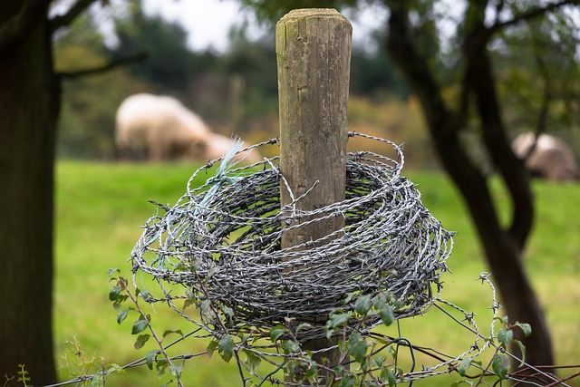 Outdoor feeder surrounded by wire barrier