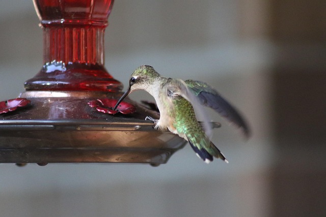 Overflow-free bird feeder with seed mix