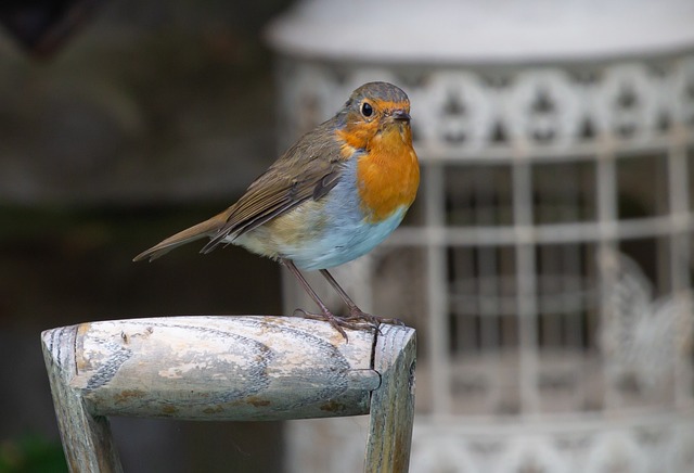 Packaged bird food labelled for robins