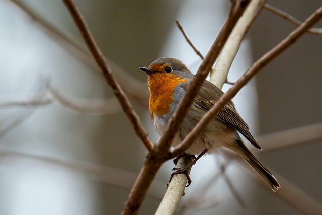 Pair of robins during breeding season