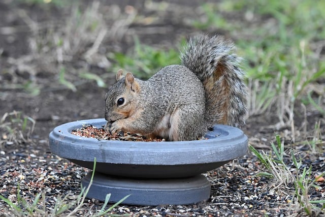 Peanut feeder surrounded by winter garden scenery