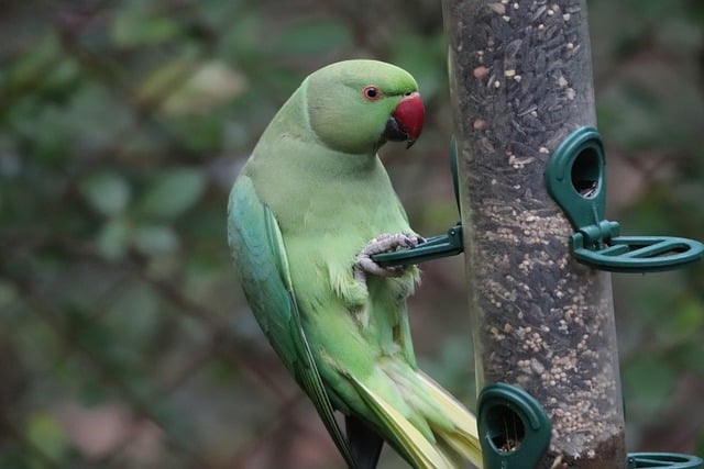 Peanut feeder surrounded by winter garden scenery