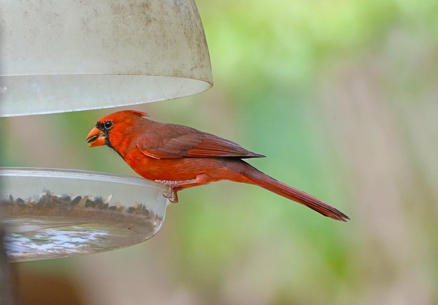 Peanuts for birds in mesh feeder