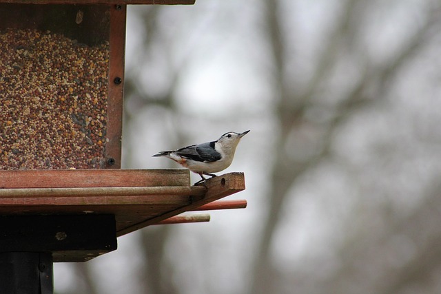 Peanuts for birds in mesh feeder