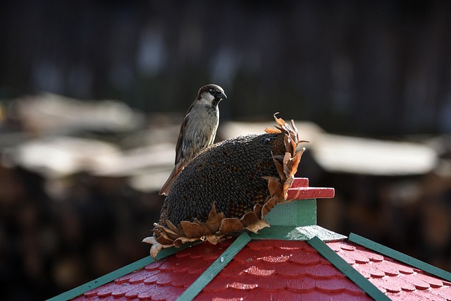 Peanuts in feeder surrounded by sparrows