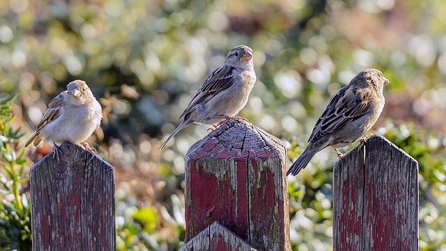 Peanuts in feeder surrounded by sparrows