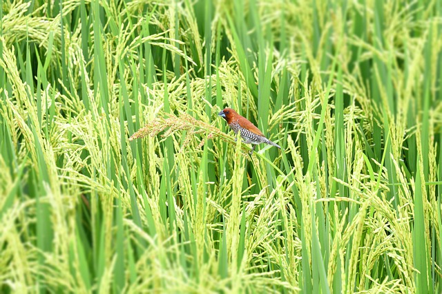 Peanuts in feeder surrounded by sparrows
