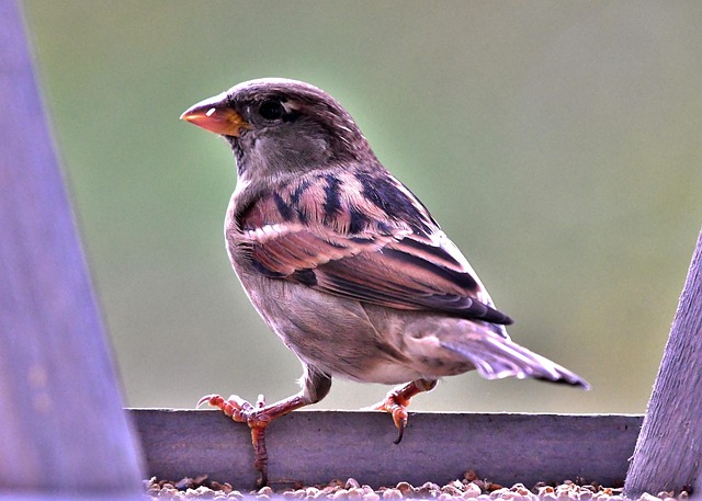 Peanuts in feeder surrounded by sparrows