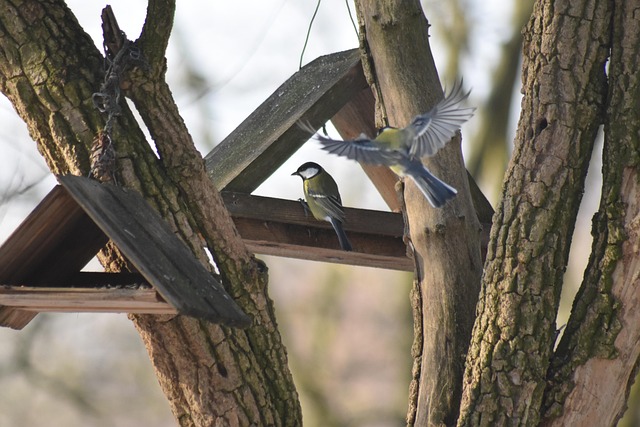 Peanuts offered in mesh bird feeder