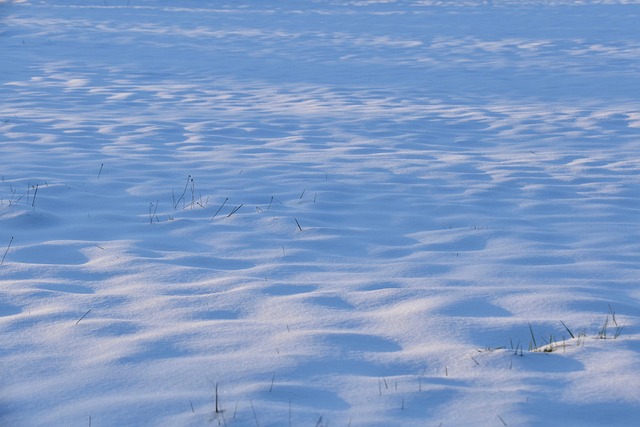 Peanuts scattered on snowy ground