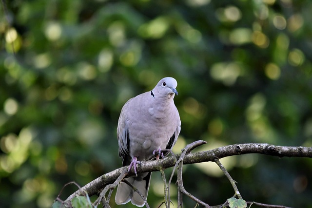 Pigeon blocked by feeder guard