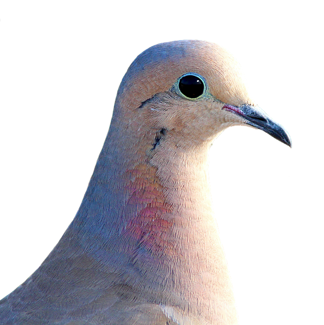 Pigeons excluded by clever feeder design