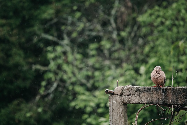 Pigeons excluded by clever feeder design