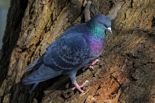 Pigeons perched near protected feeder