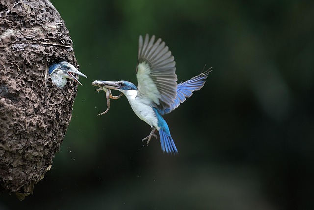 Quiet bird box after breeding season