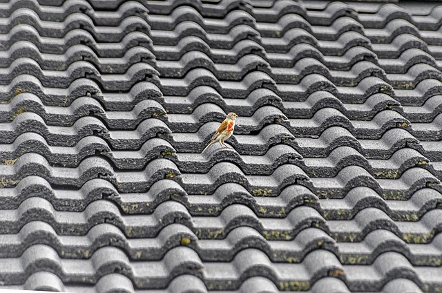 Raised bird tray with protective roof