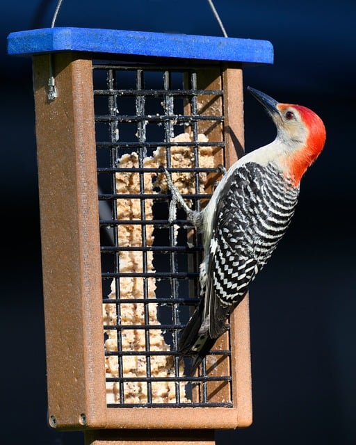 Ready-to-use suet pellets for birds
