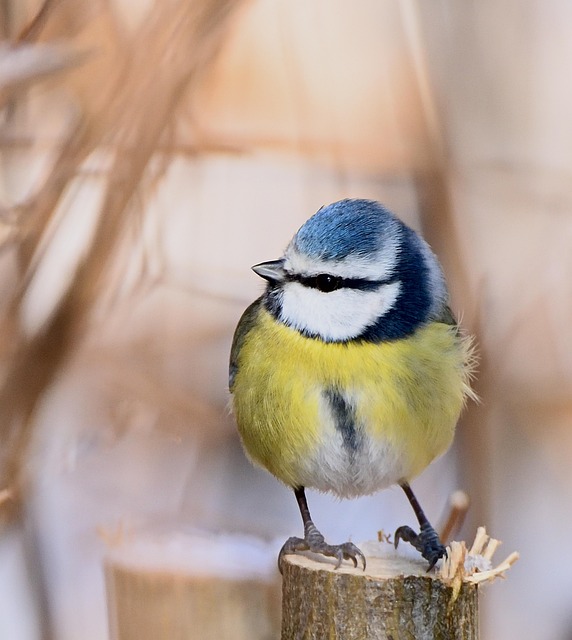 Ready-to-use suet pellets for birds