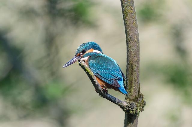 Ready-to-use suet pellets for birds