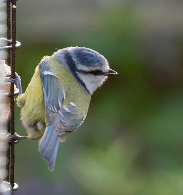 Ready-to-use suet pellets for birds
