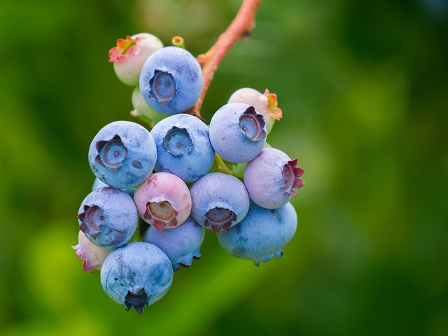 Ripe berries on garden bird feeder