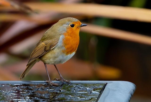 Robin eating from suet pellet feeder
