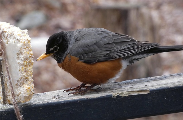 Robin eating from suet pellet feeder