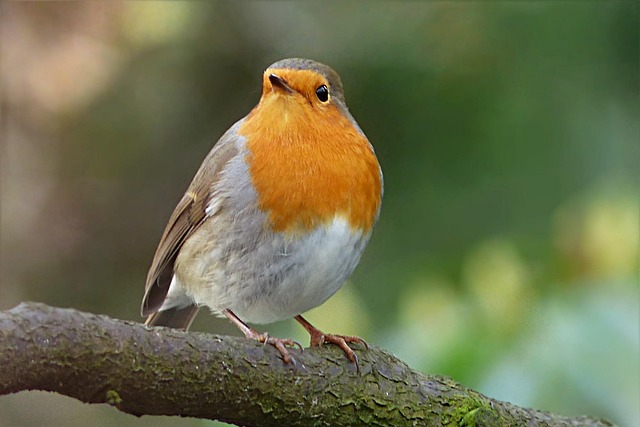 Robin eating mealworms from garden dish