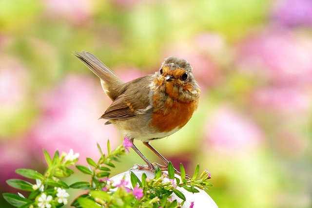 Robin eating mealworms from garden dish