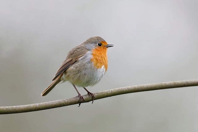 Robin eating mealworms from garden dish