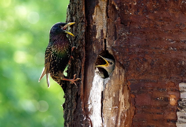 Robin feeding chick in spring nest