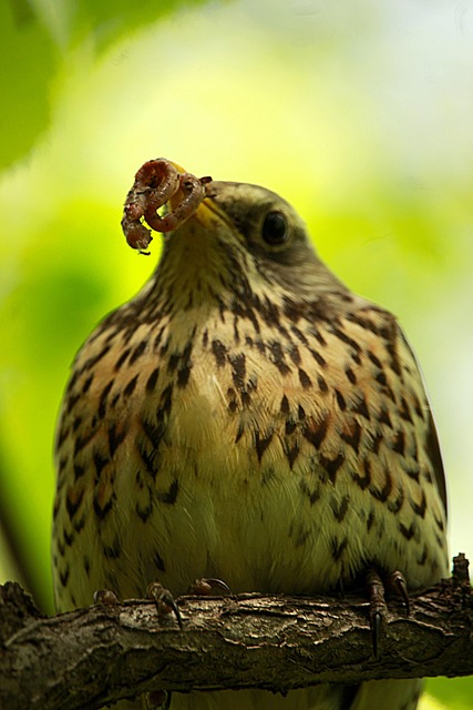 Robin feeding chick in spring nest