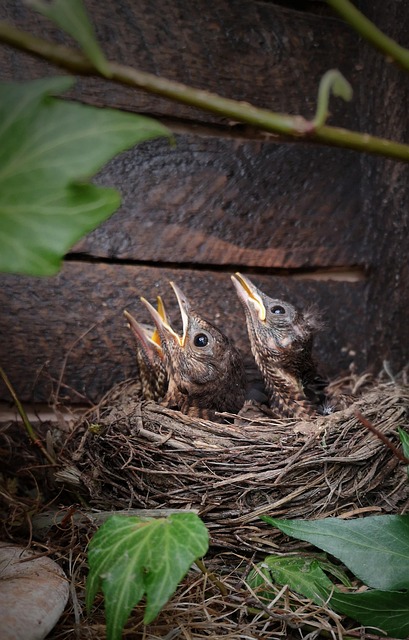 Robin feeding chick in spring nest