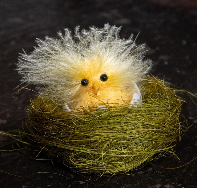 Robin feeding chick in spring nest