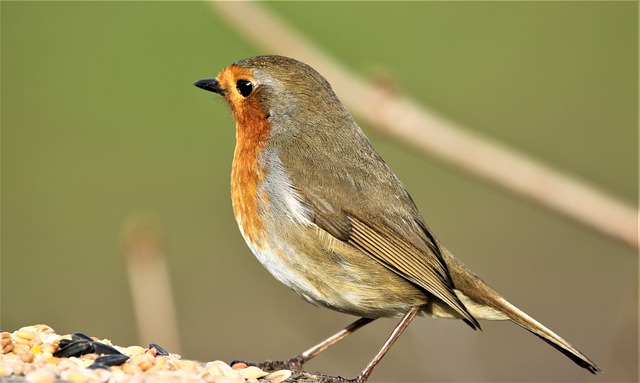 Robin feeding on mealworms in dish