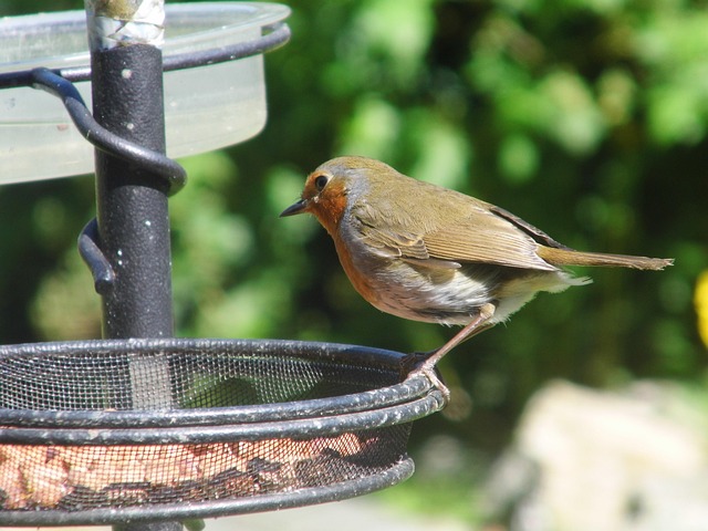 Robin feeding on sunflower heart pieces