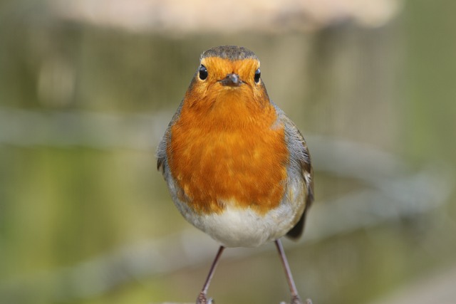 Robin feeding young with insects