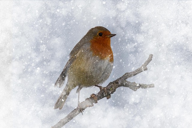 Robin flying across frosty winter hedge
