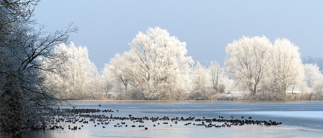 Robin flying across frosty winter hedge