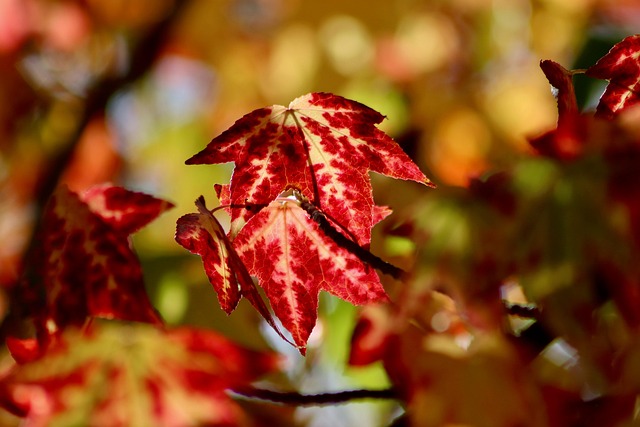 Robin nest hidden in autumn leaves