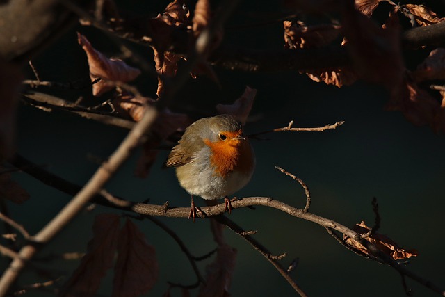 Robin nibbling on chopped fruit pieces