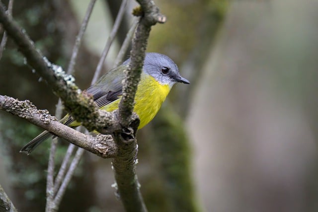 Robin nibbling on chopped fruit pieces