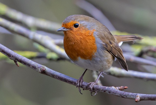 Robin pecking at suet pellets on ground