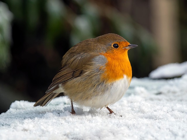 Robin pecking food from bird table