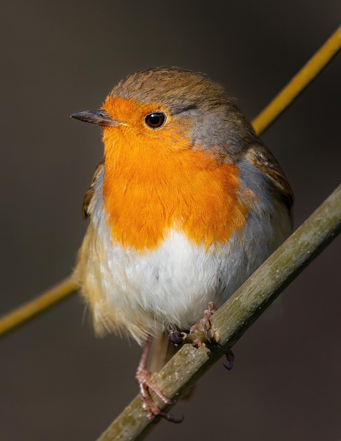 Robin perched beside a seed feeder
