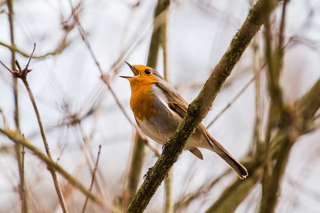 Robin perched beside a seed feeder