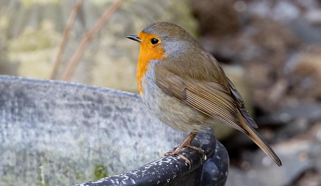Robin perched beside a seed feeder