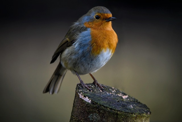 Robin perched beside a seed feeder