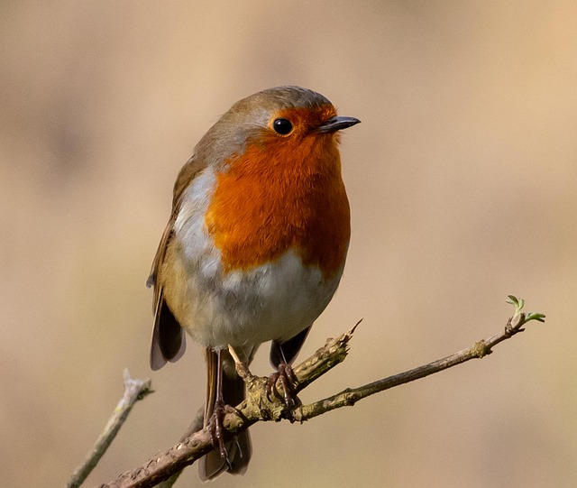 Robin perched near peanut feeder